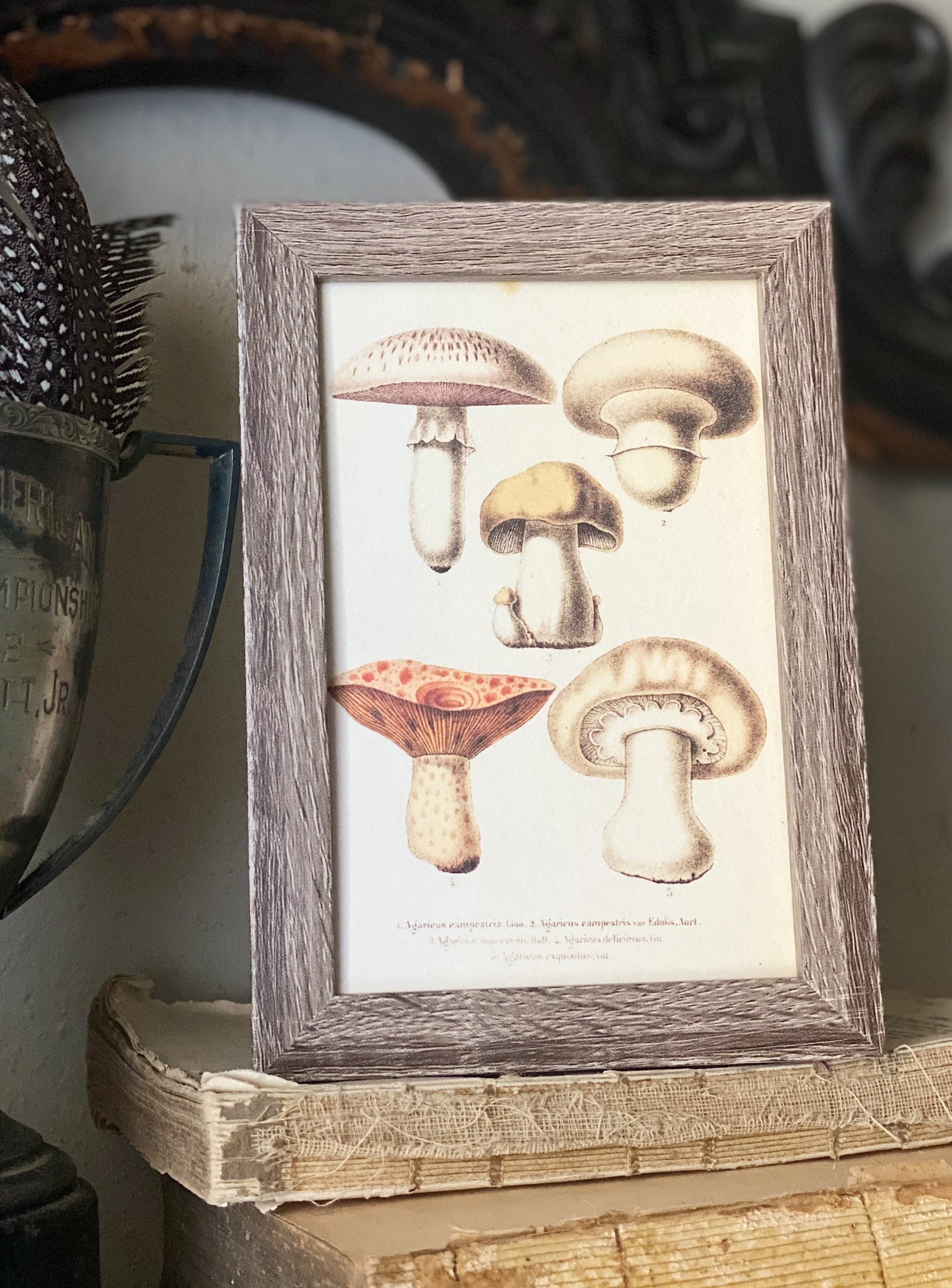 Vintage Mushroom Print, Framed Botanical Wall Art Sign