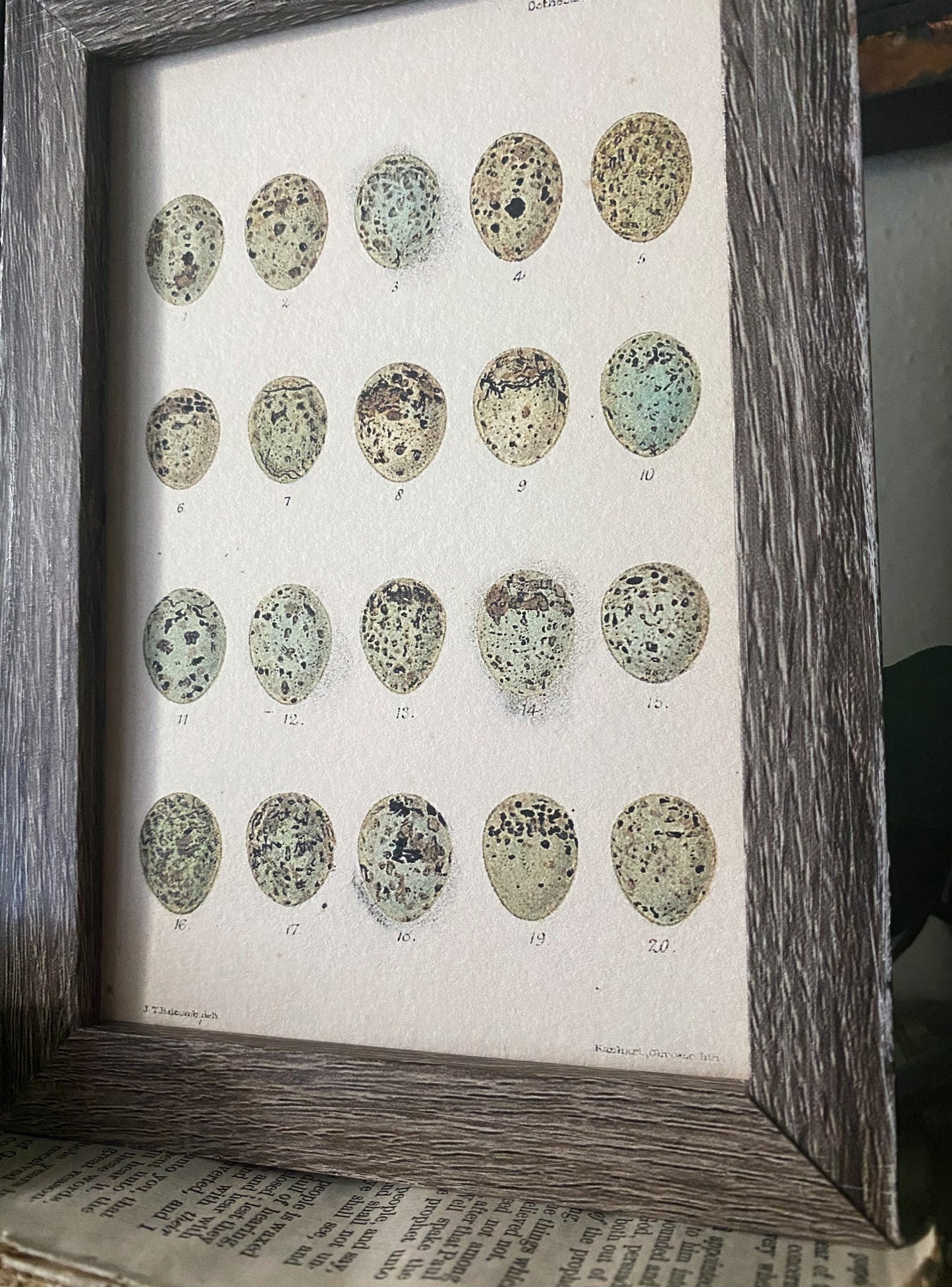 Botanical EGGS Vintage Easter Framed Barn Wood Sign Natural History Book Page French Farmhouse Speckled Eggs Chart