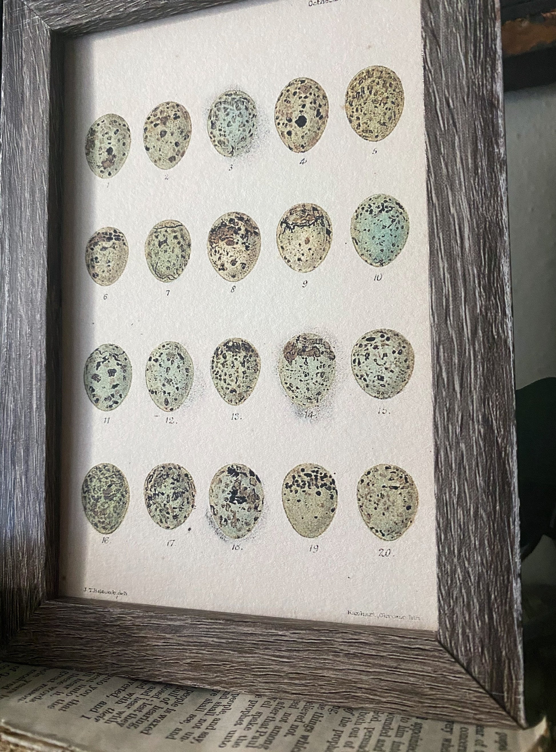 Botanical EGGS Vintage Easter Framed Barn Wood Sign Natural History Book Page French Farmhouse Speckled Eggs Chart