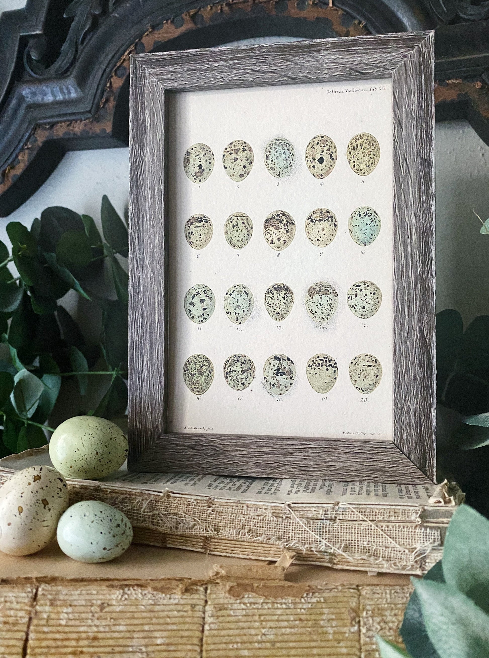 Botanical EGGS Vintage Easter Framed Barn Wood Sign Natural History Book Page French Farmhouse Speckled Eggs Chart