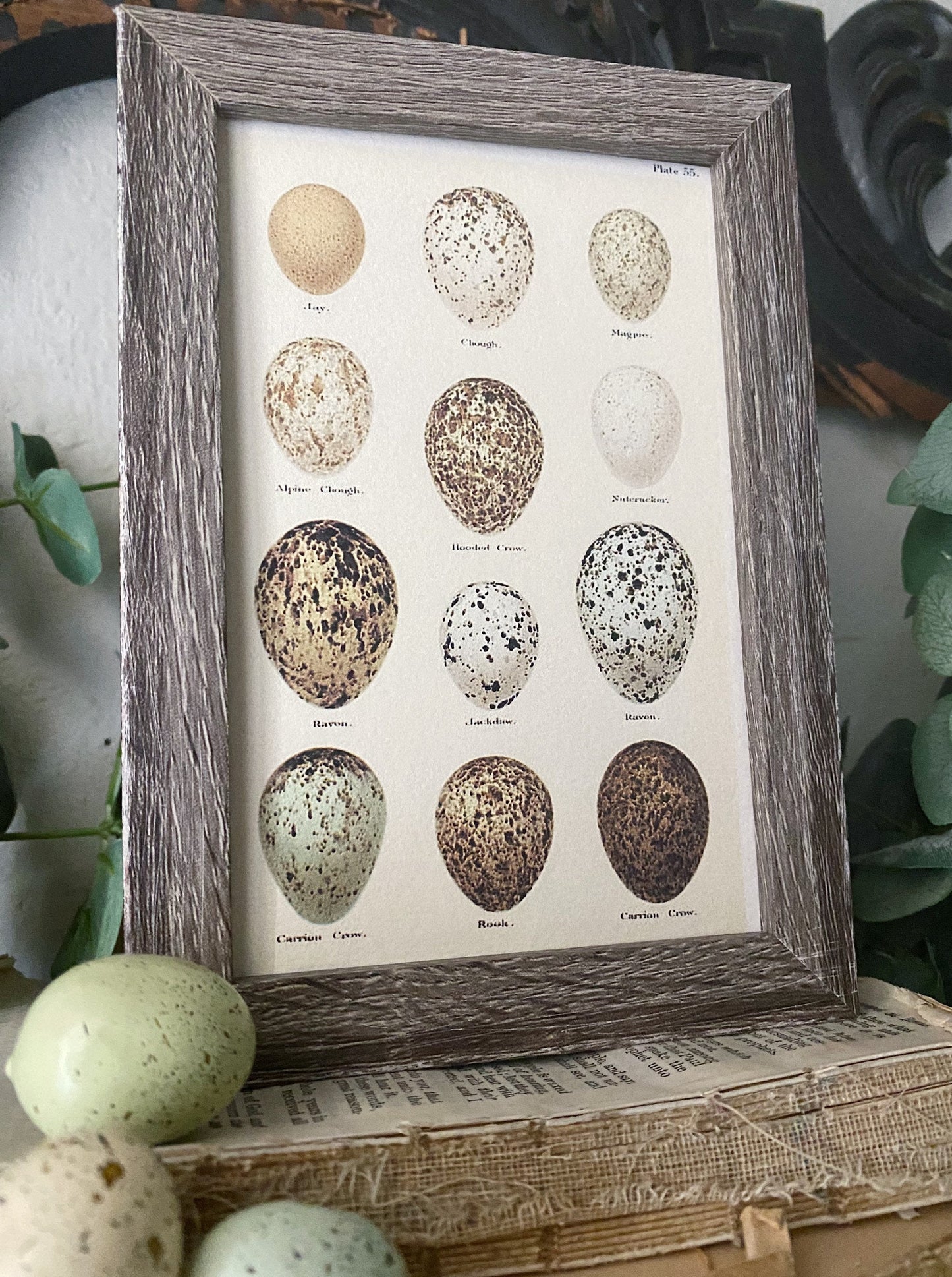 Botanical EGGS Vintage Easter Framed Barn Wood Sign Natural History Book Page French Farmhouse Speckled Eggs Chart