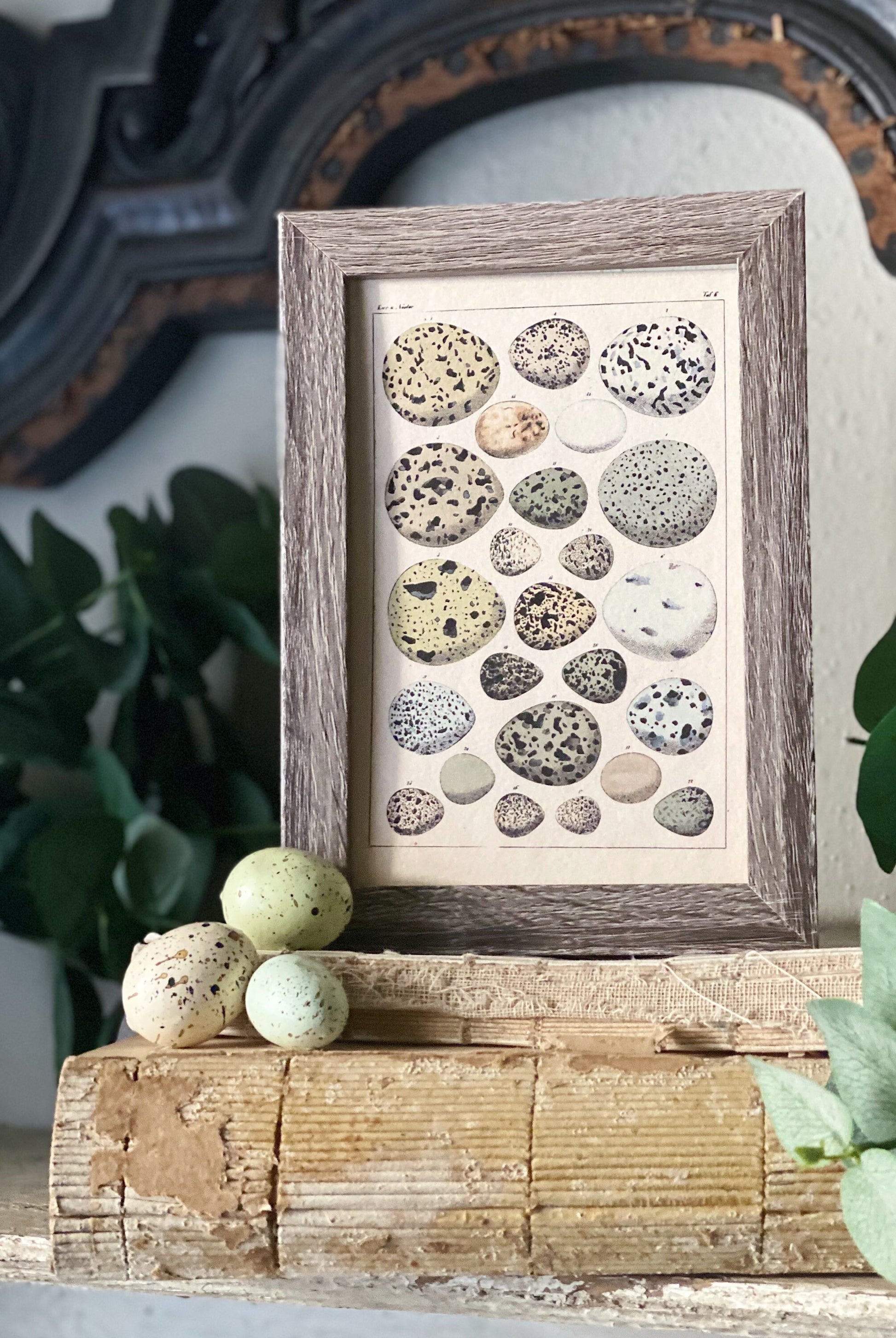 Botanical EGGS Vintage Easter Framed Barn Wood Sign Natural History Book Page French Farmhouse Speckled Eggs Chart