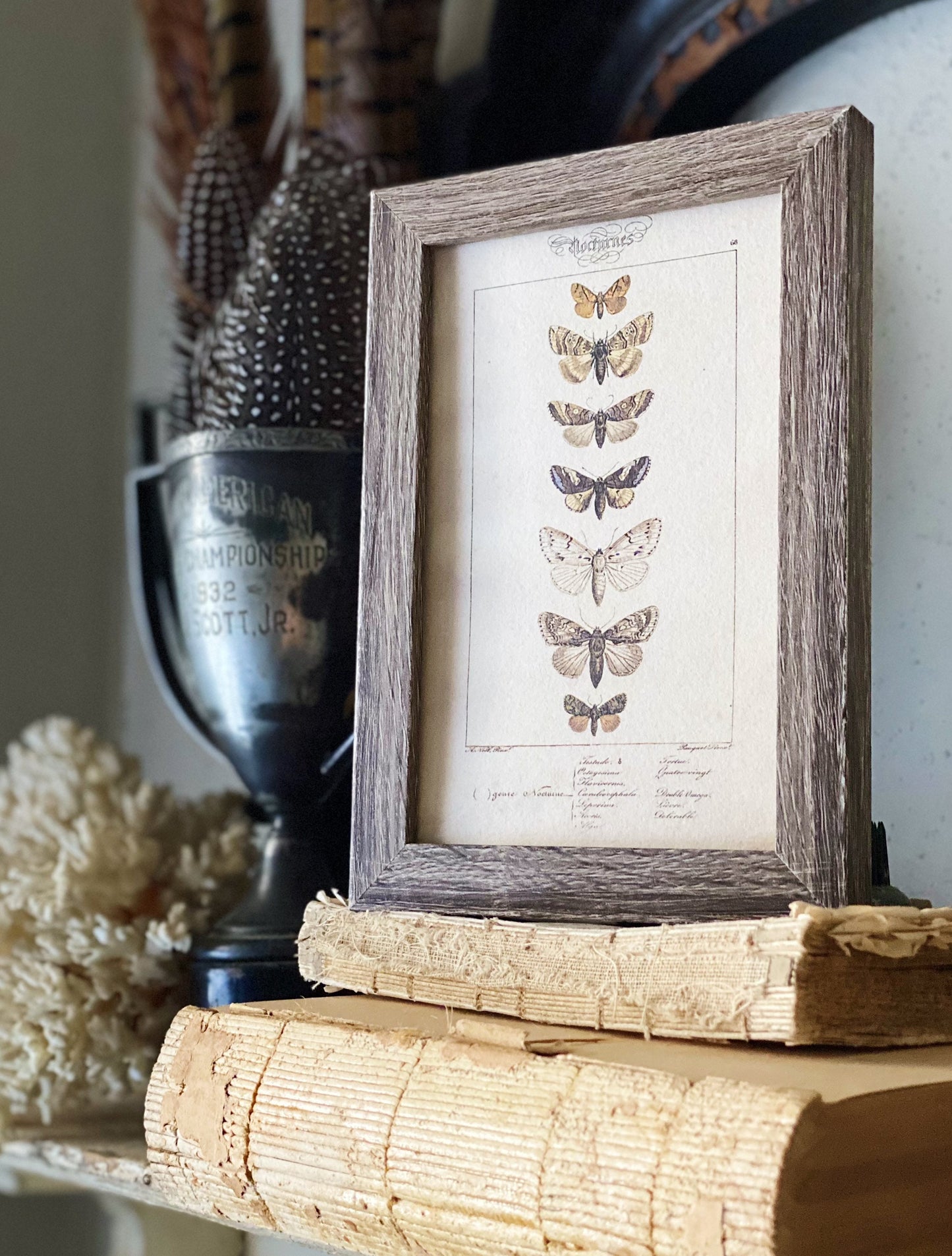 Vintage Moth & Butterfly Botanical Print, Framed Rustic Wall Art Sign