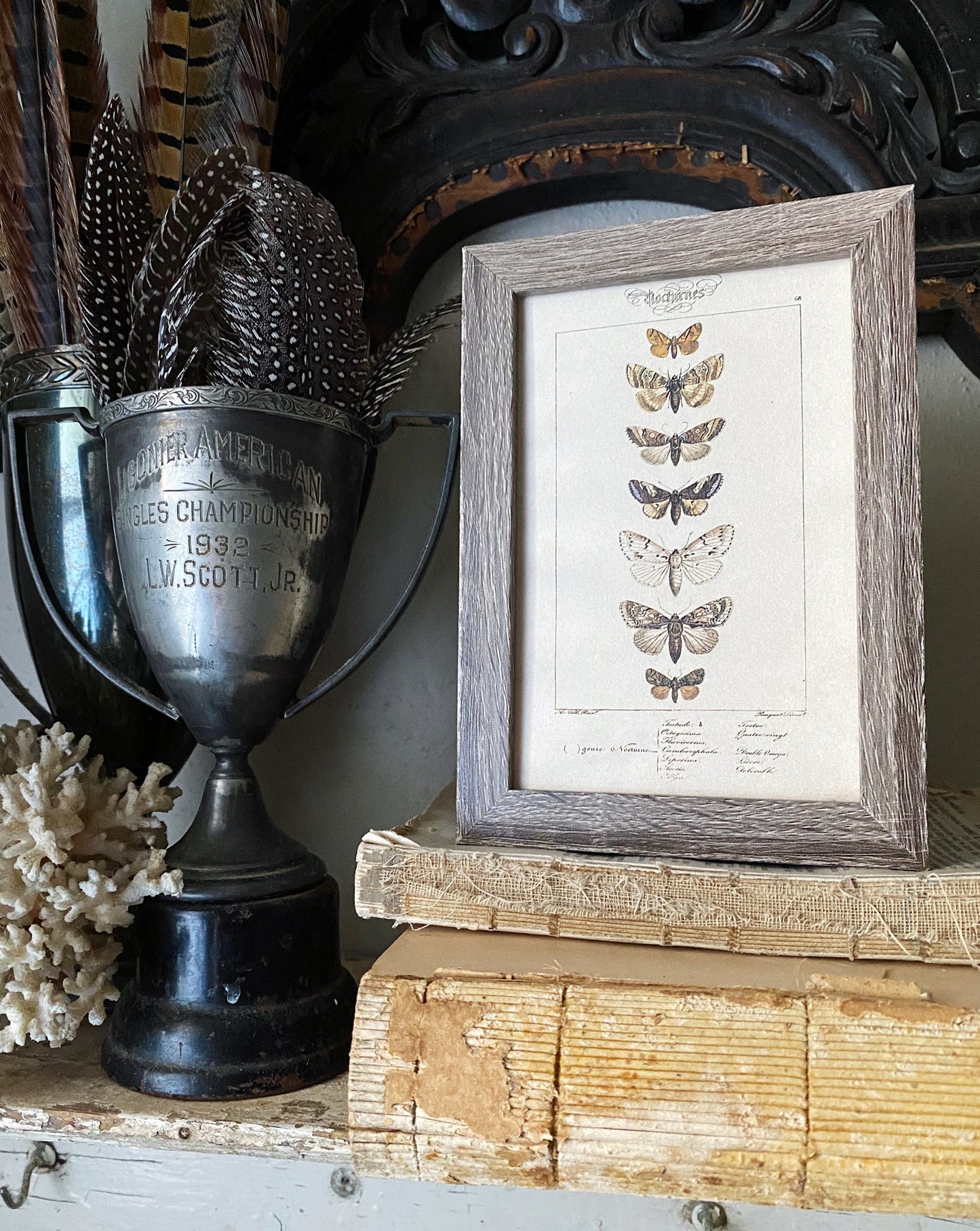 Vintage Moth & Butterfly Botanical Print, Framed Rustic Wall Art Sign