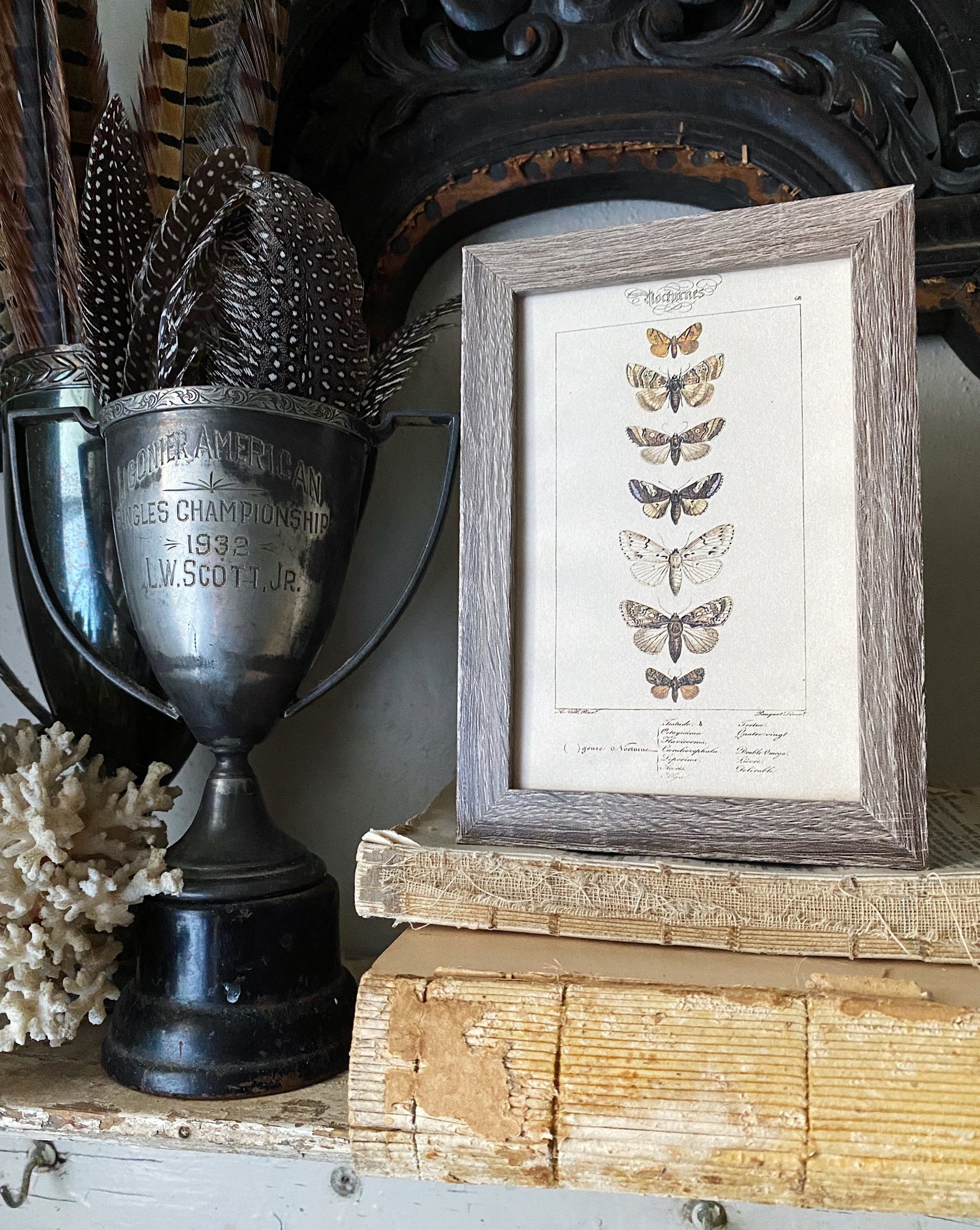 Vintage Moth & Butterfly Botanical Print, Framed Rustic Wall Art Sign