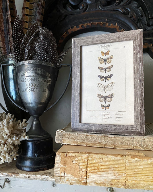 Vintage Moth & Butterfly Botanical Print, Framed Rustic Wall Art Sign