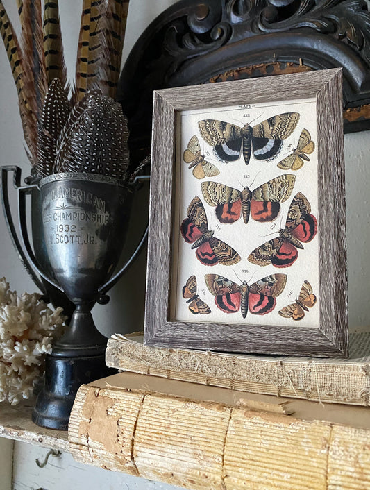 Vintage Botanical Print Moth Butterfly Wall Art Sign Wood Frame Sign Farmhouse Decor Natural History Book Page BLACK GOLD BROWN Fall Decor