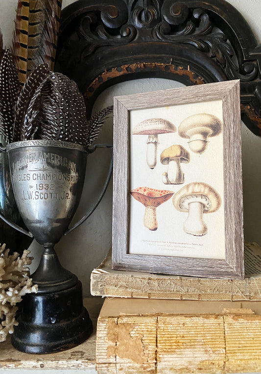 Vintage Mushroom Print, Framed Botanical Wall Art Sign