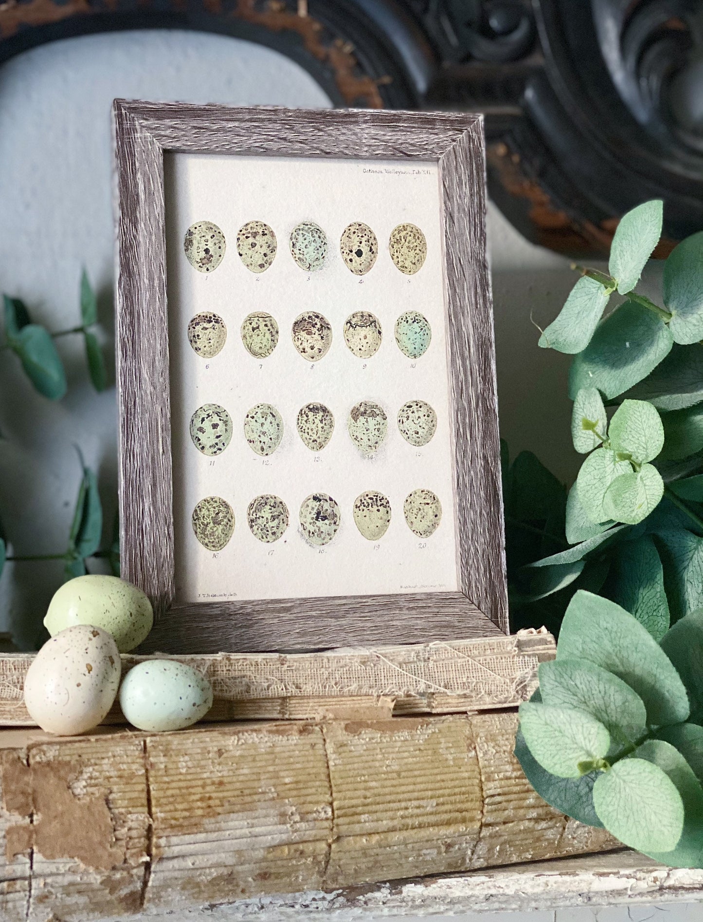 Botanical EGGS Vintage Easter Framed Barn Wood Sign Natural History Book Page French Farmhouse Speckled Eggs Chart