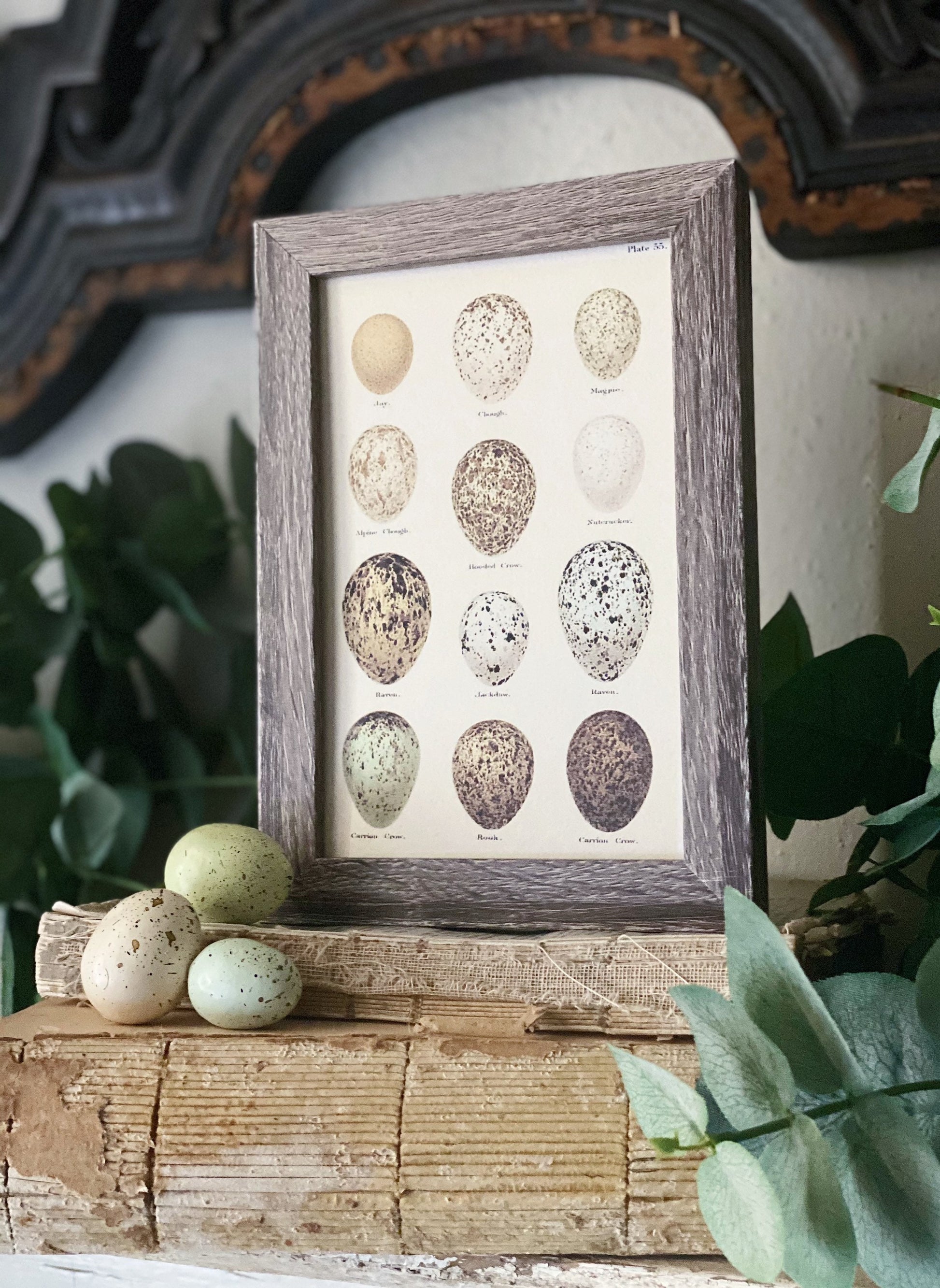 Botanical EGGS Vintage Easter Framed Barn Wood Sign Natural History Book Page French Farmhouse Speckled Eggs Chart