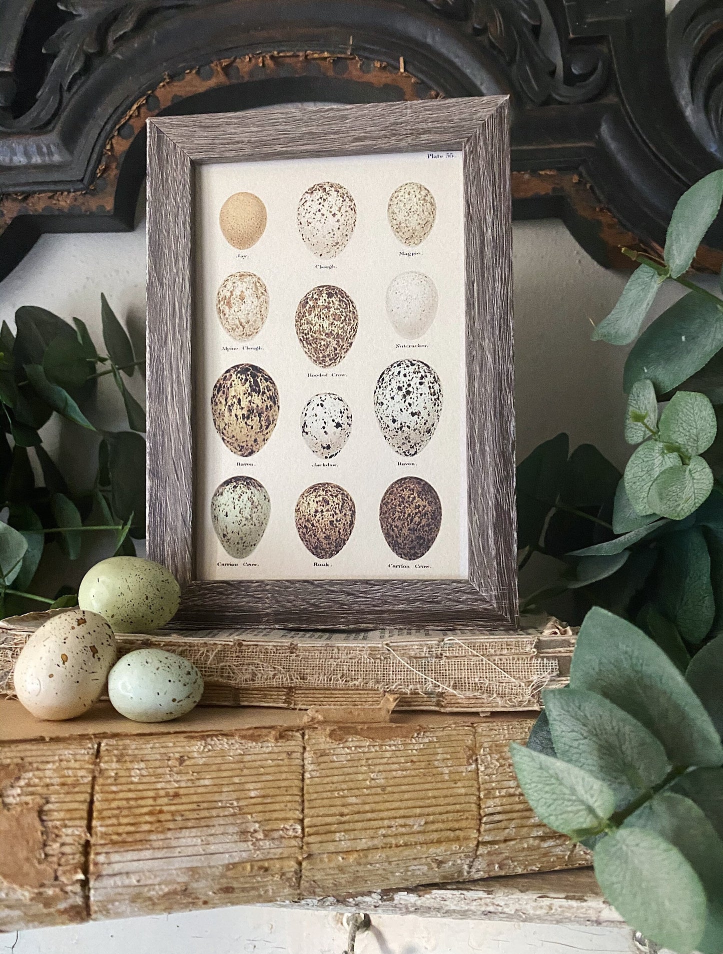 Botanical EGGS Vintage Easter Framed Barn Wood Sign Natural History Book Page French Farmhouse Speckled Eggs Chart