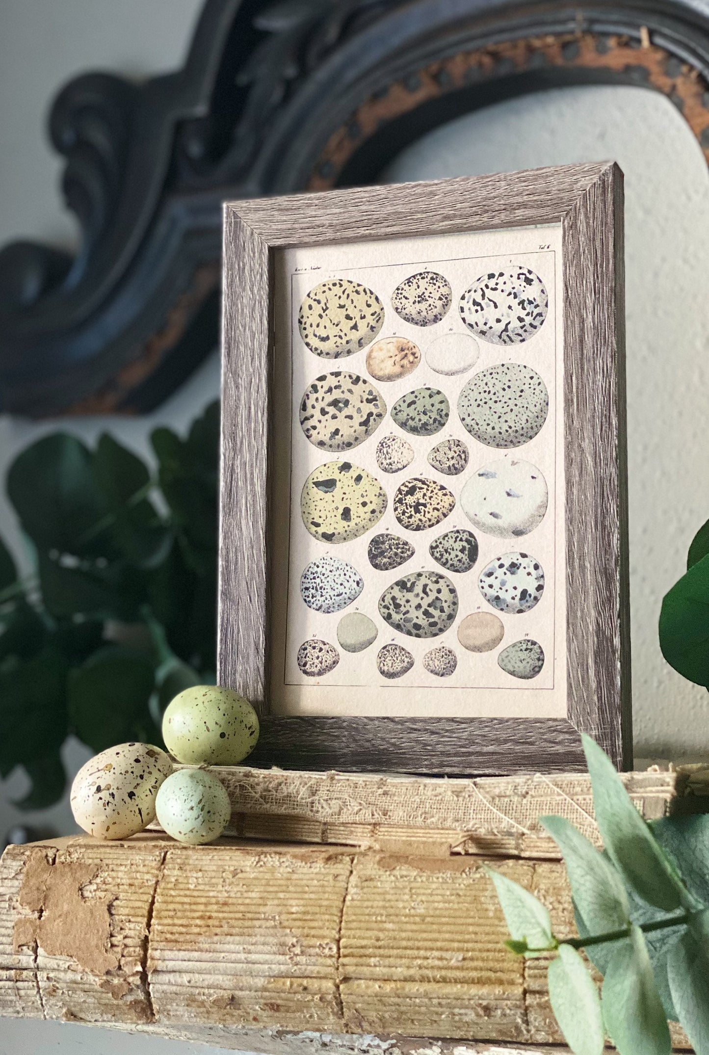 Botanical EGGS Vintage Easter Framed Barn Wood Sign Natural History Book Page French Farmhouse Speckled Eggs Chart
