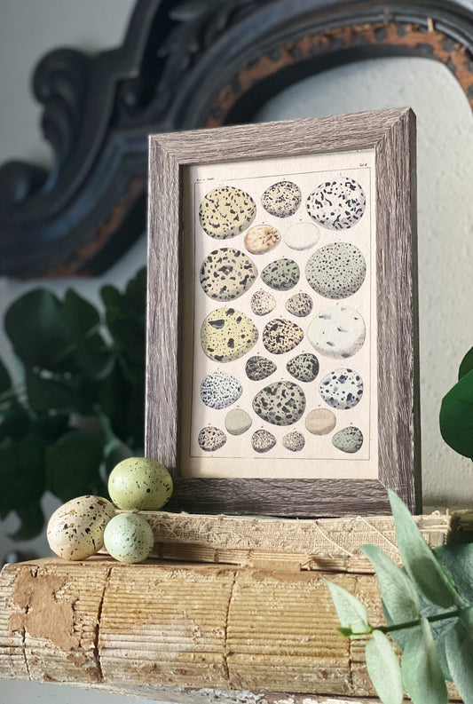 Botanical EGGS Vintage Easter Framed Barn Wood Sign Natural History Book Page French Farmhouse Speckled Eggs Chart