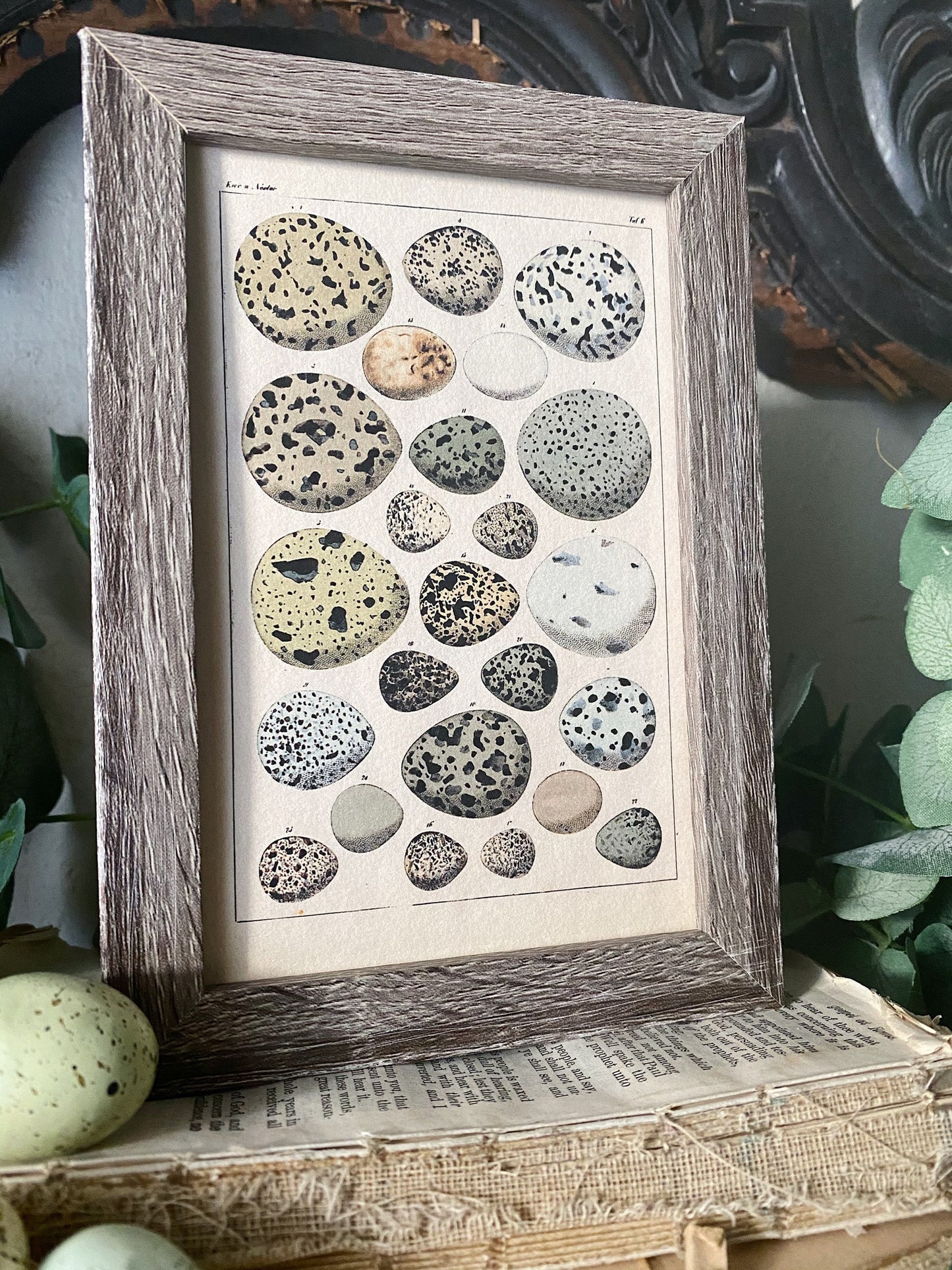Botanical EGGS Vintage Easter Framed Barn Wood Sign Natural History Book Page French Farmhouse Speckled Eggs Chart