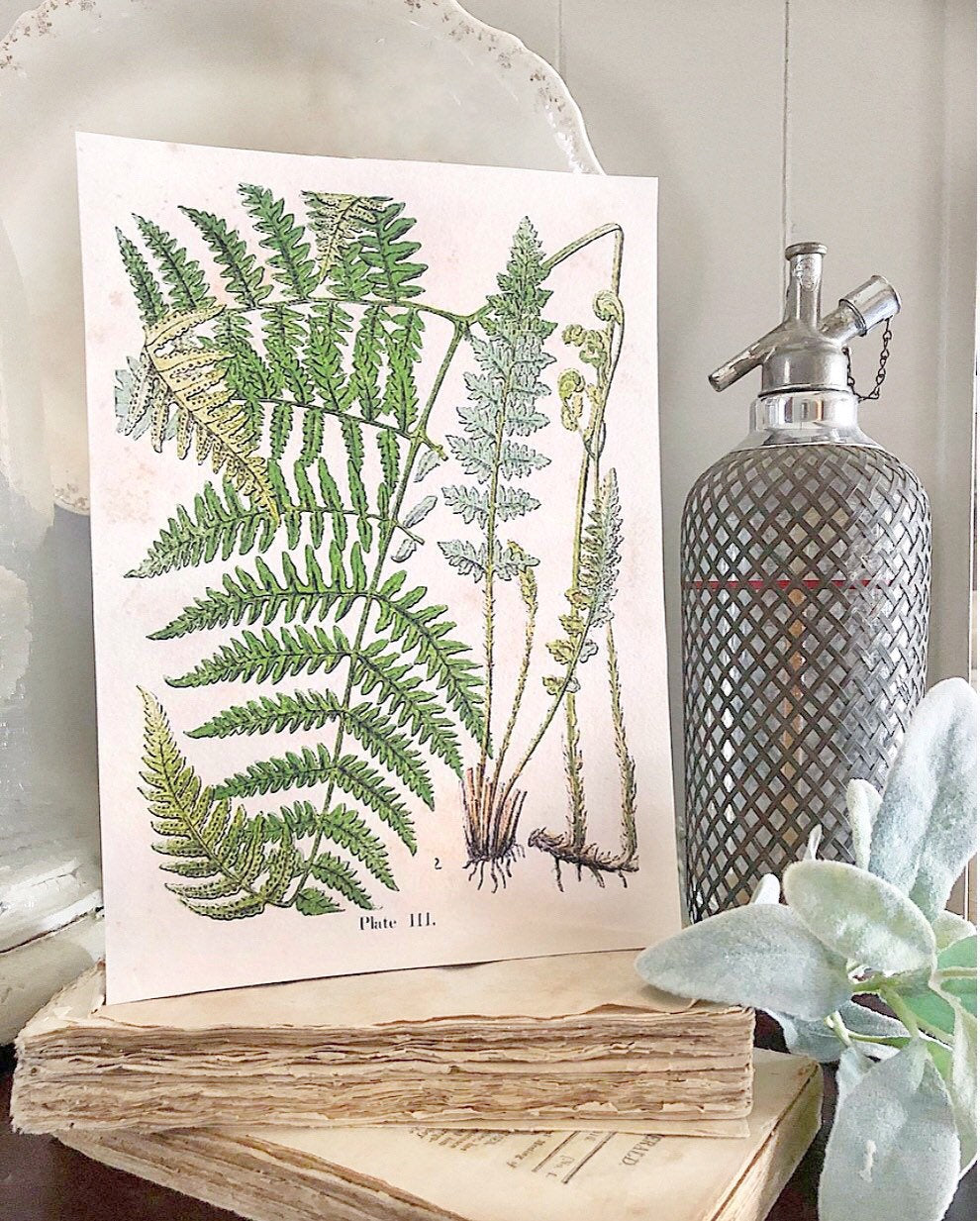 Vintage FERN BOTANICAL Wall Art Sign Print Farmhouse Decor Page Print Fixer Upper Spring Summer Decor Wood Sign