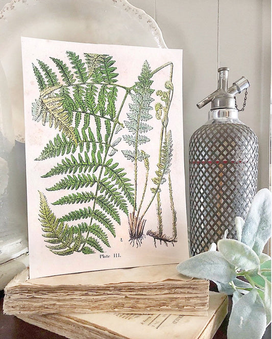 Vintage FERN BOTANICAL Wall Art Sign Print Farmhouse Decor Page Print Fixer Upper Spring Summer Decor Wood Sign