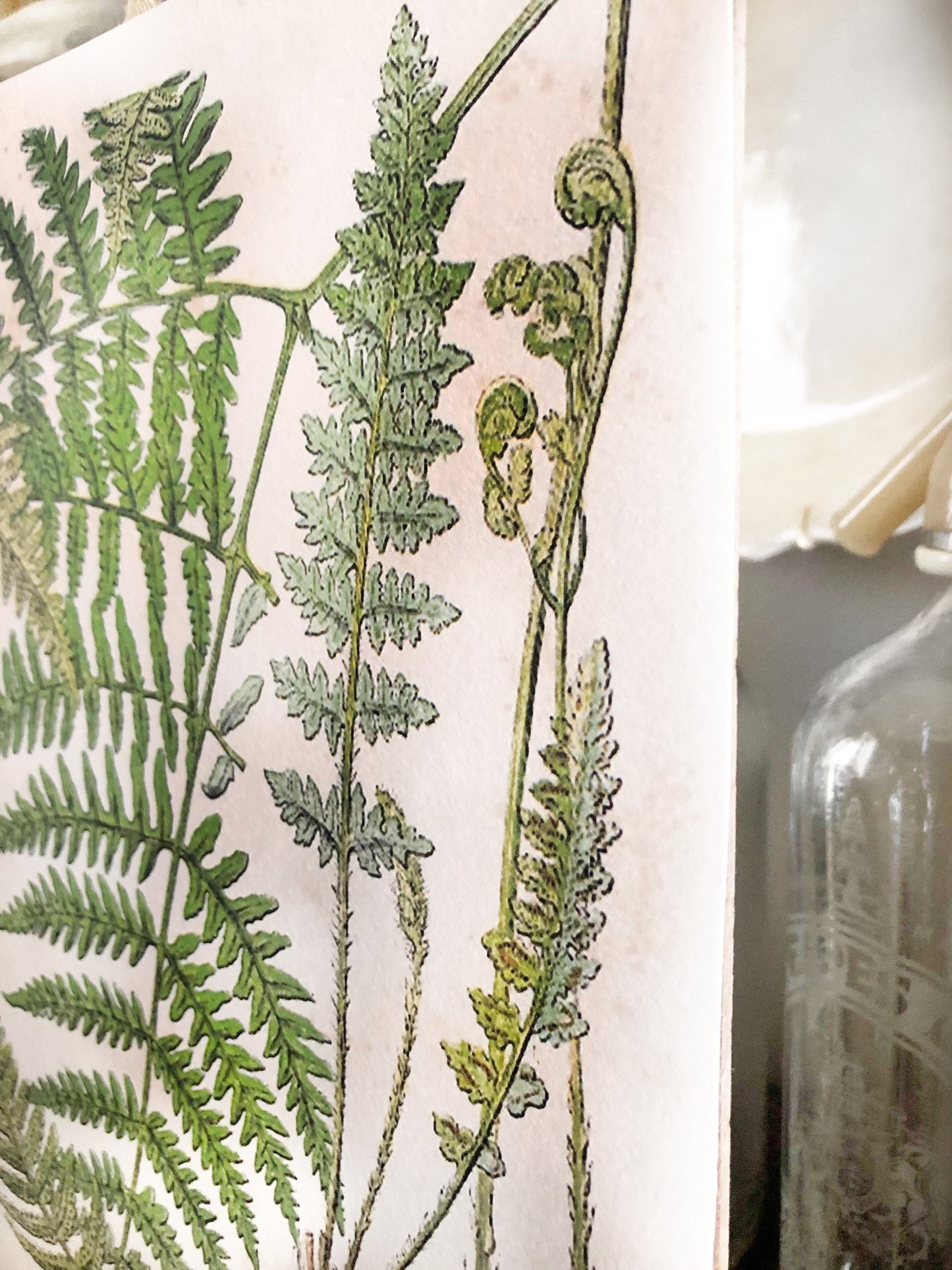 Vintage FERN BOTANICAL Wall Art Sign Print Farmhouse Decor Page Print Fixer Upper Spring Summer Decor Wood Sign