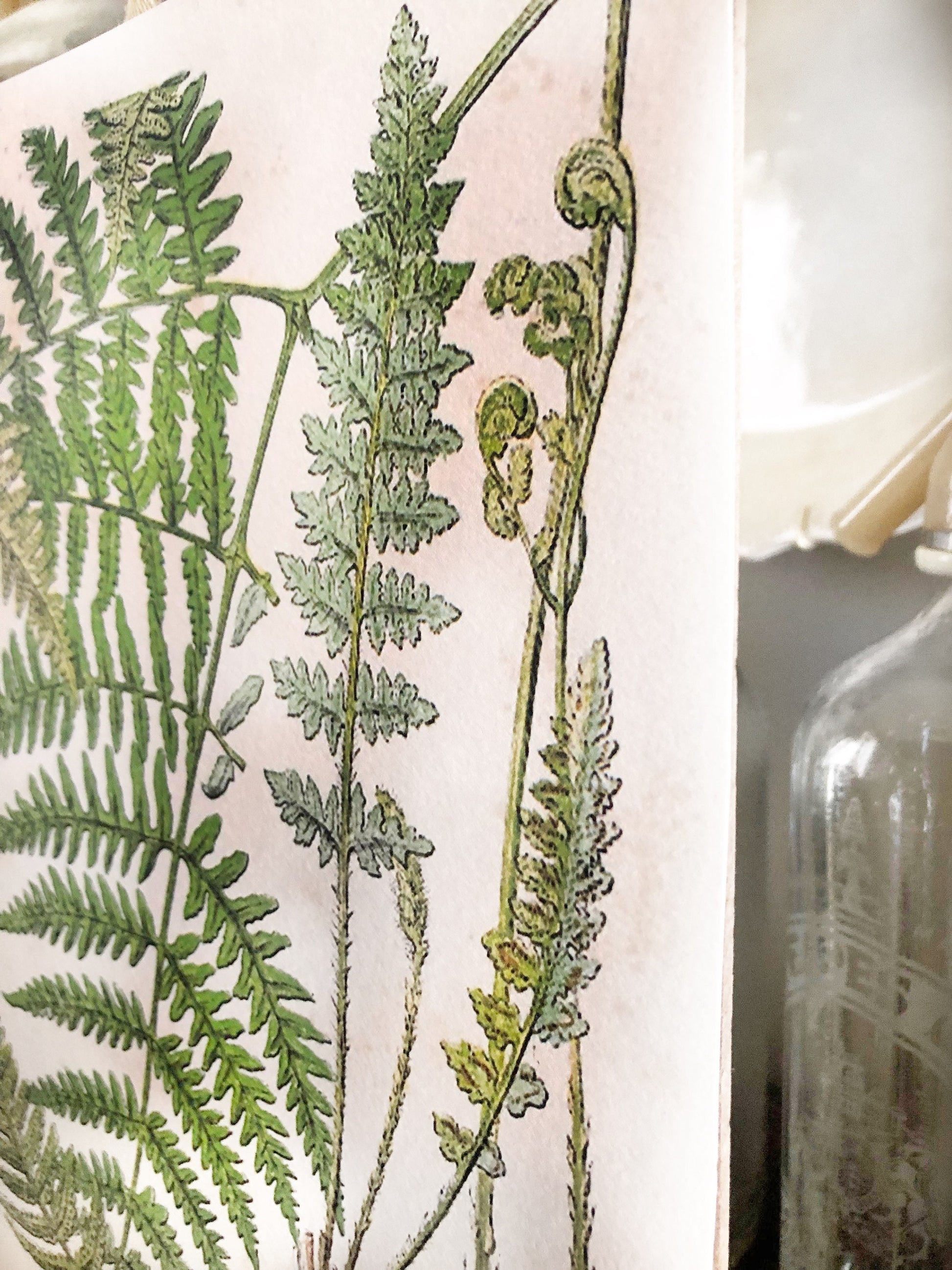 Vintage FERN BOTANICAL Wall Art Sign Print Farmhouse Decor Page Print Fixer Upper Spring Summer Decor Wood Sign