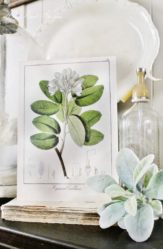 Vintage Botanical Wall Art Sign FLOWER CANDOLLIANA Wood Sign Print Farmhouse Decor Page Print Natural History GARDEN Spring Easter