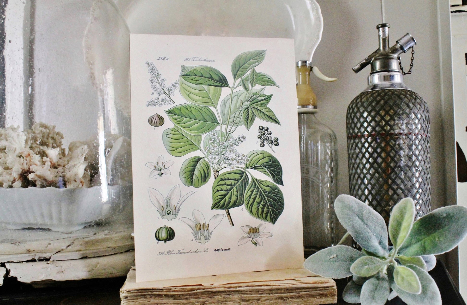 Vintage POISON IVY BOTANICAL Wall Art Sign Print Farmhouse Decor Page Print Wood Sign Natural History Garden Decor