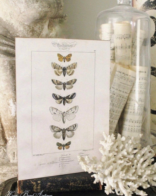 Vintage Botanical Print Moth Wall Art Sign Wood Sign Farmhouse Decor Natural History Book Page Fixer Upper Decor