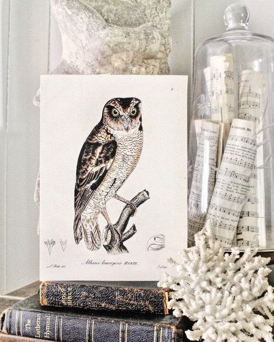 Vintage OWL Print Sign Wood Wall Art Sign Farmhouse Decor Page Print Fixer Upper Natural Bird History Fall Decor Halloween Decor