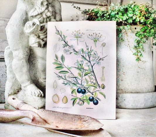 Vintage Olive Print Botanical Wall Art Sign Natural History Book Page Print Farmhouse Decor Naturalist Fixer Upper Decor Garden Sign