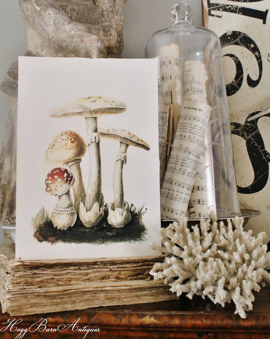 Vintage MUSHROOM Wood Sign Print Farmhouse Decor Page Wall Art Print Fixer Upper Decor Natural History SPRING SUMMER Botanical Easter