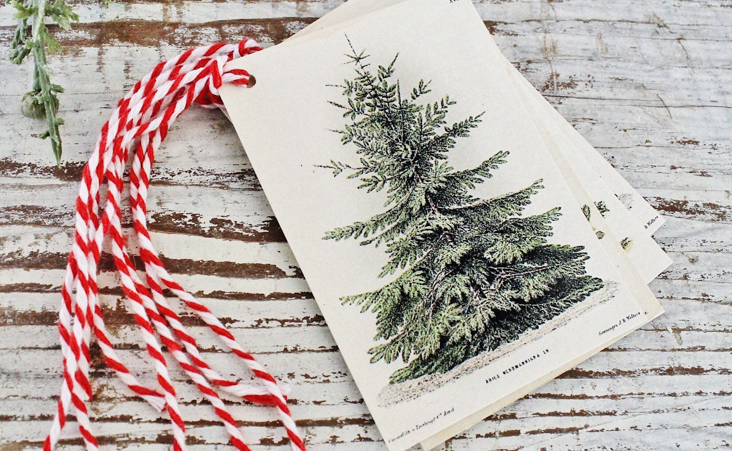 Christmas Pine Tree GIFT TAGS Vintage Book Of Natural History Farmhouse Decor Wrap Fixer Upper Botanical Tree Primitive Christmas Winter