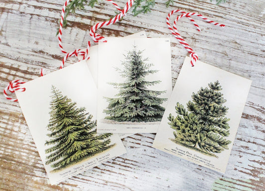 Christmas Pine Tree GIFT TAGS Vintage Book Of Natural History Farmhouse Decor Wrap Fixer Upper Botanical Tree Primitive Christmas Winter