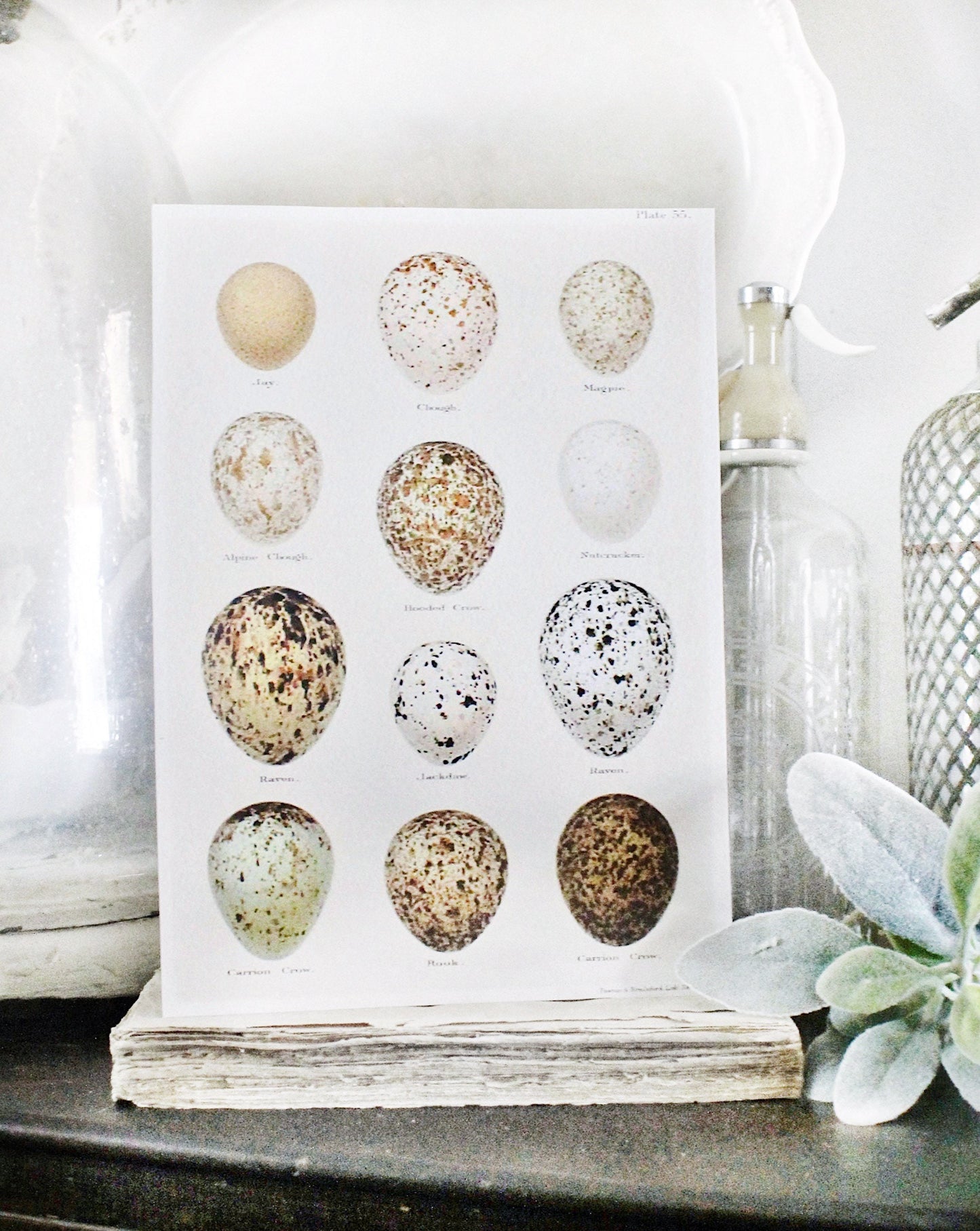 Vintage EGG Chart BOTANICAL Wall Art Sign Print Farmhouse Decor Page Print Fixer Upper Decor Natural History Speckled Egg Spring Decor