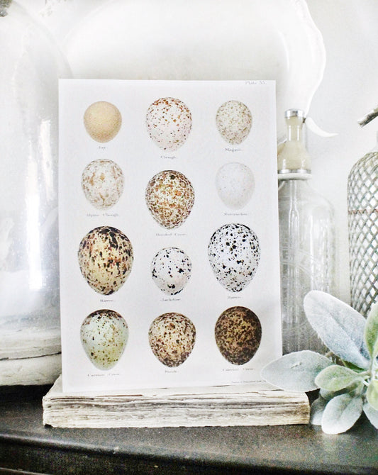 Vintage EGG Chart BOTANICAL Wall Art Sign Print Farmhouse Decor Page Print Fixer Upper Decor Natural History Speckled Egg Spring Decor