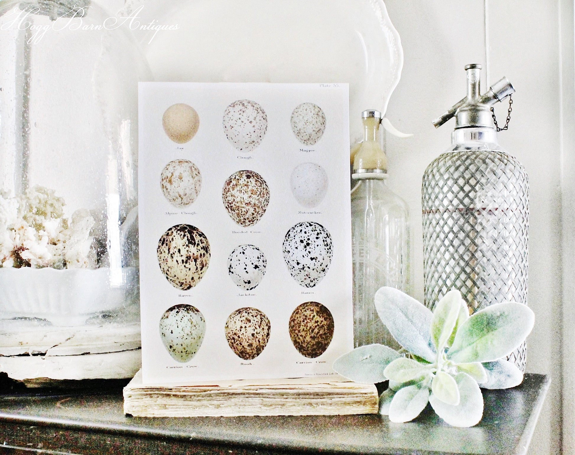 Vintage EGG Chart BOTANICAL Wall Art Sign Print Farmhouse Decor Page Print Fixer Upper Decor Natural History Speckled Egg Spring Decor