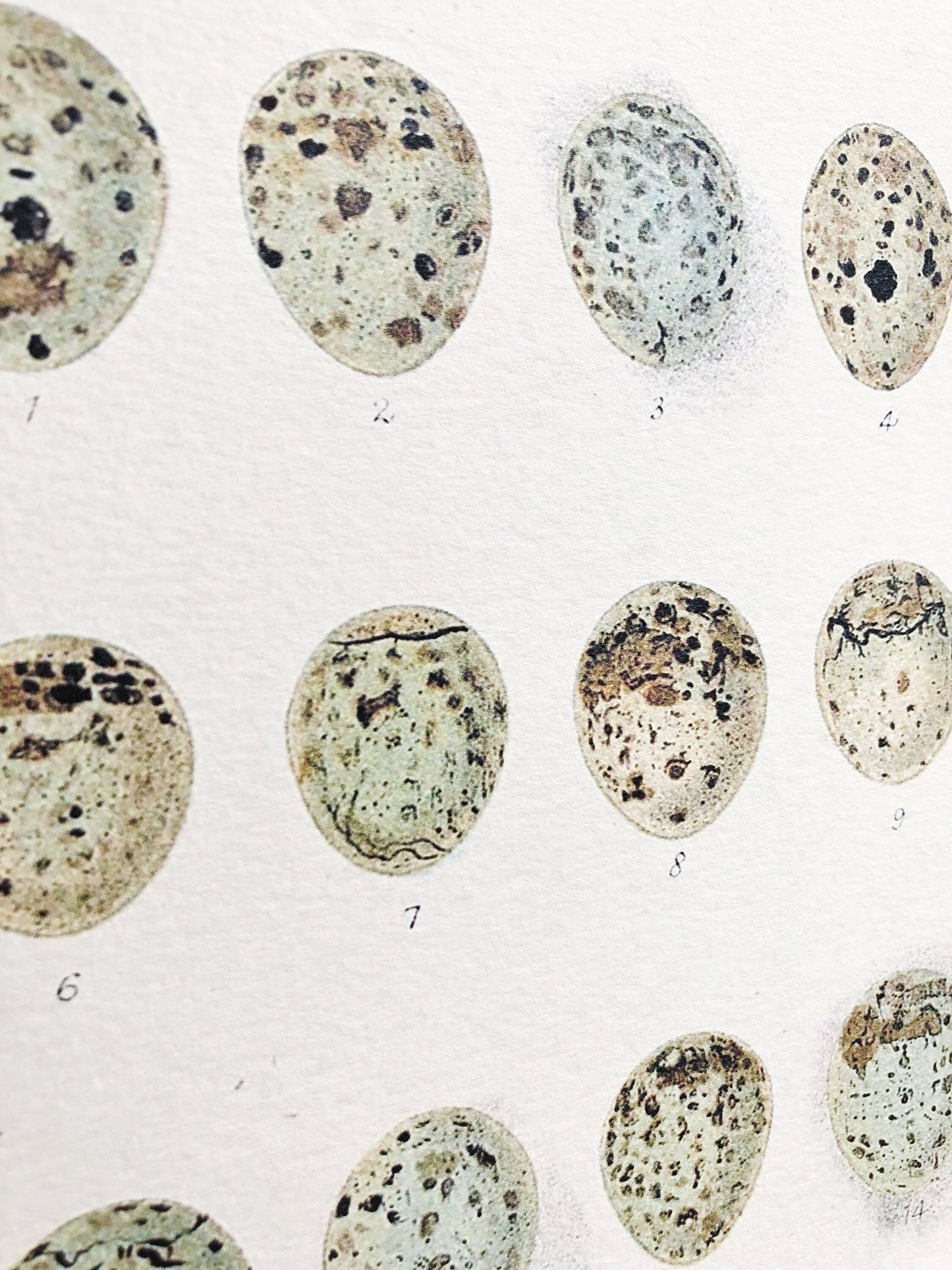 Vintage EGG CHART BOTANICAL Wall Art Sign Farmhouse Decor Page Print Fixer Upper Decor Natural History Speckled Eggs Spring Decor