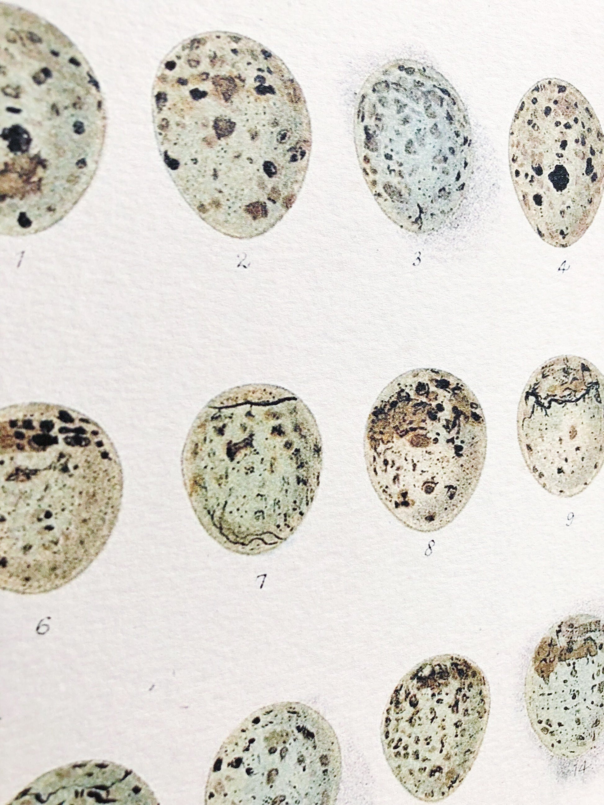 Vintage EGG CHART BOTANICAL Wall Art Sign Farmhouse Decor Page Print Fixer Upper Decor Natural History Speckled Eggs Spring Decor