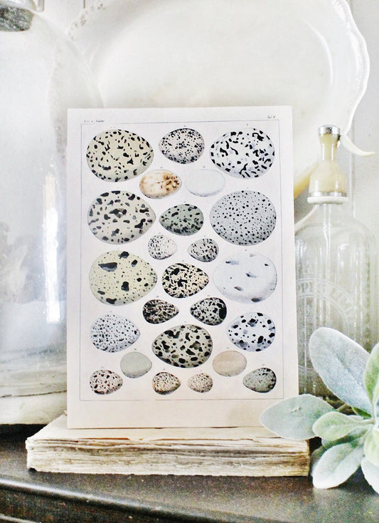 Vintage EGG CHART BOTANICAL Wall Art Sign Farmhouse Decor Page Wall Art Print Fixer Upper Decor Natural History Speckled Eggs Spring Decor