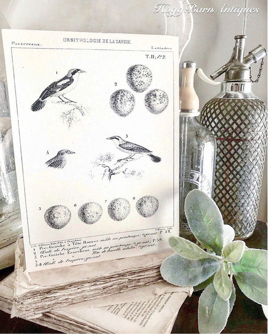 Vintage BIRD Egg Sign AntIque Diagram BOTANICAL Wall Art Sign Print Farmhouse Decor Page Print Natural History Speckled Egg LANIUS