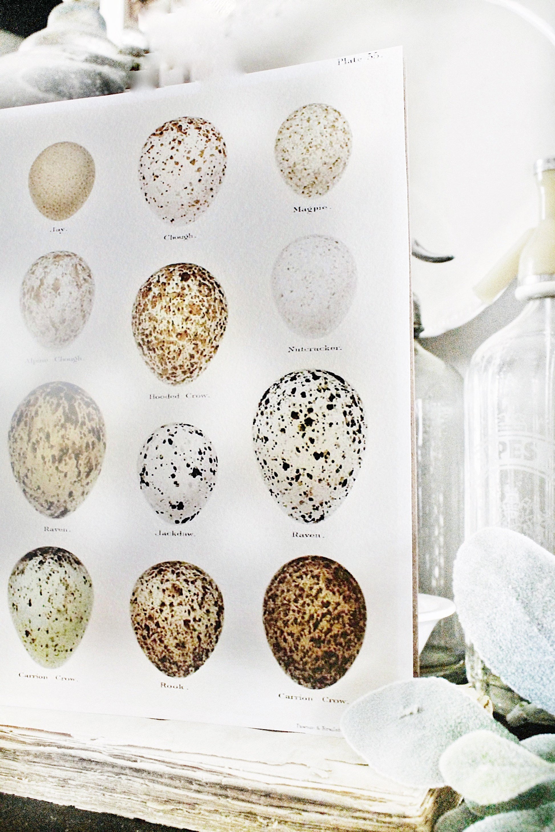 Vintage EGG Chart BOTANICAL Wall Art Sign Print Farmhouse Decor Page Print Fixer Upper Decor Natural History Speckled Egg Spring Decor