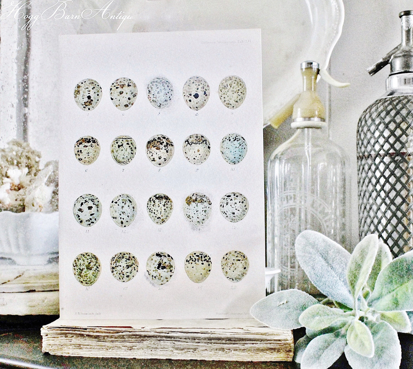 Vintage EGG CHART BOTANICAL Wall Art Sign Farmhouse Decor Page Print Fixer Upper Decor Natural History Speckled Eggs Spring Decor