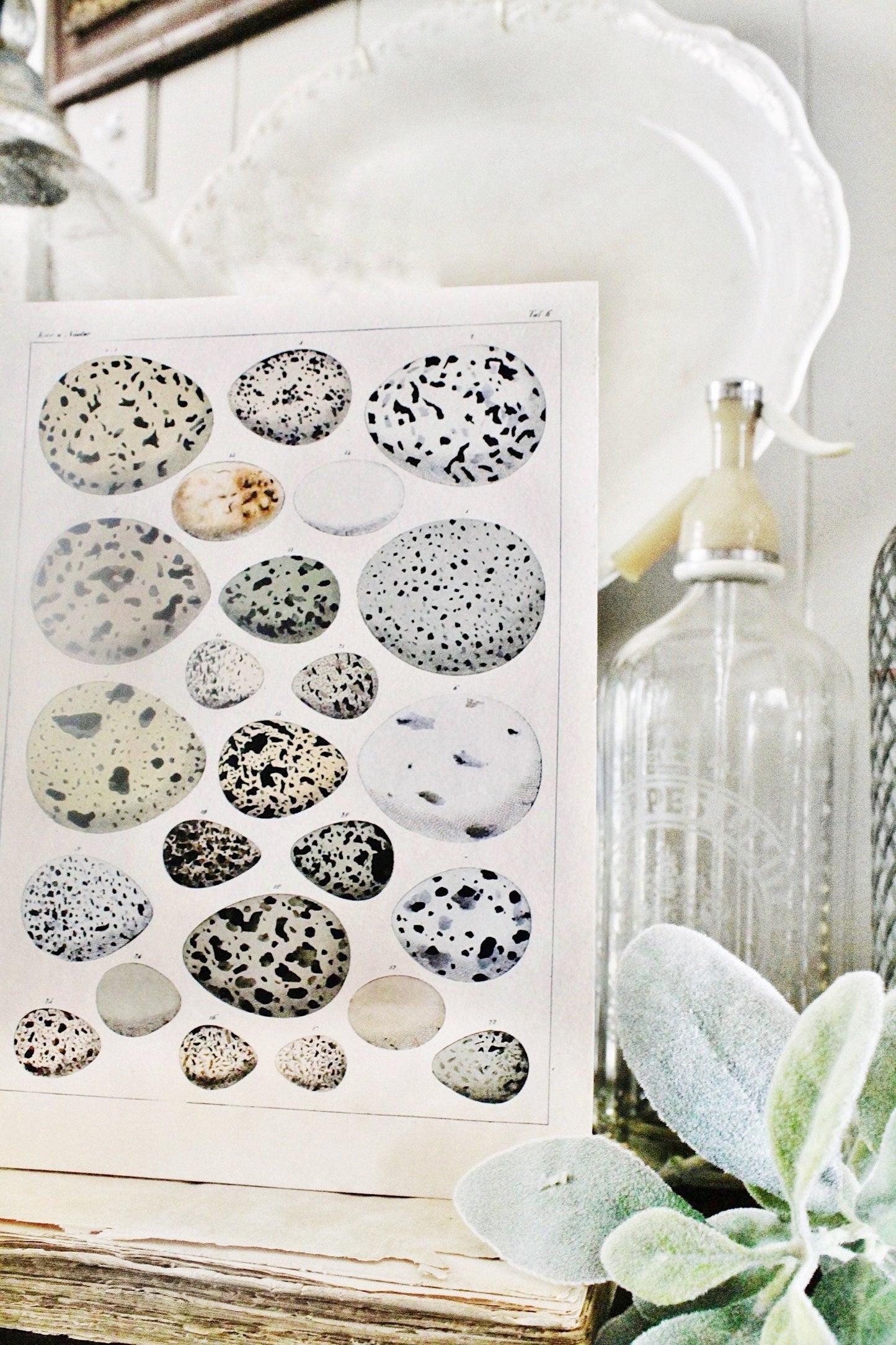 Vintage EGG CHART BOTANICAL Wall Art Sign Farmhouse Decor Page Wall Art Print Fixer Upper Decor Natural History Speckled Eggs Spring Decor