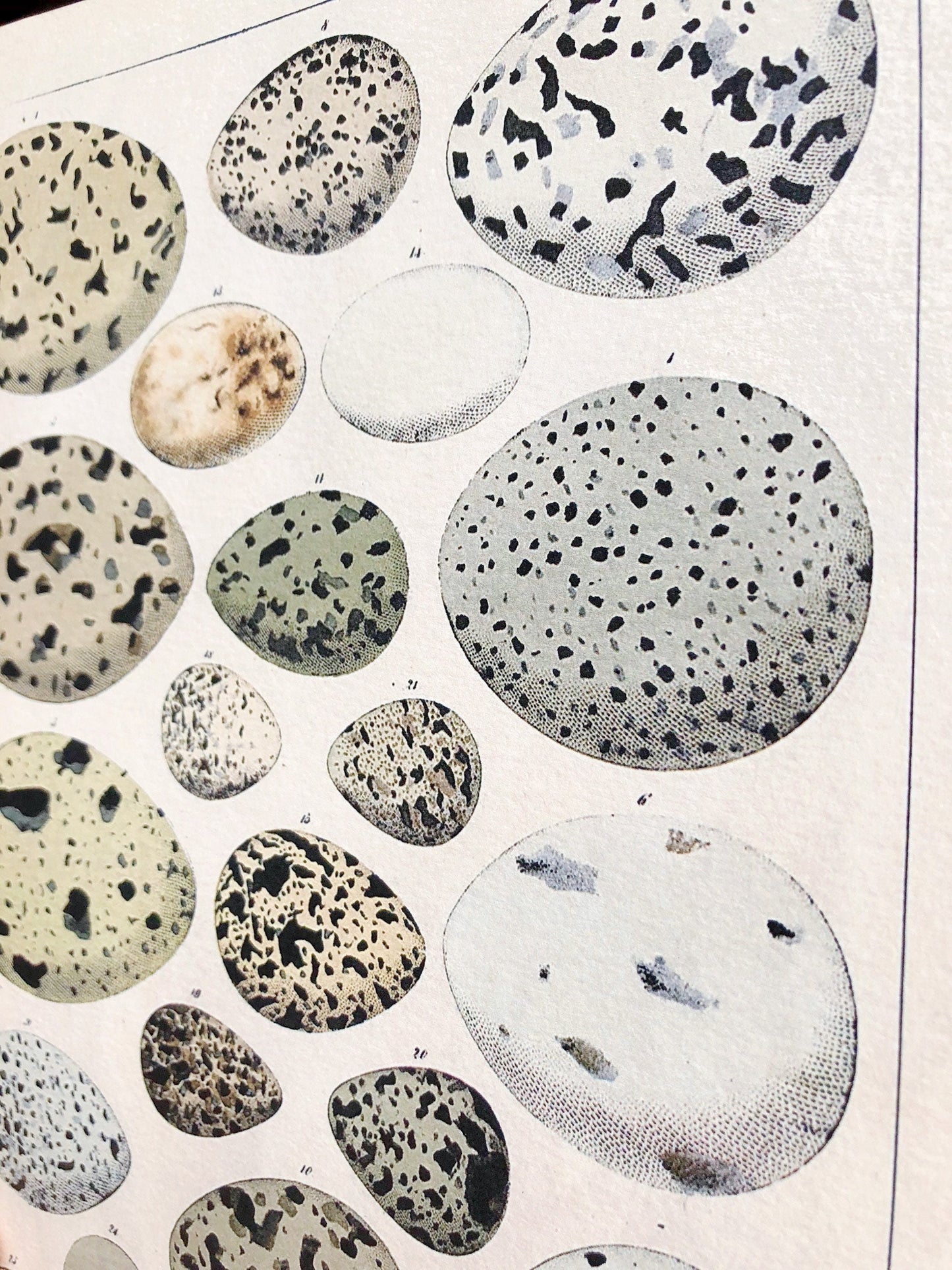 Vintage EGG CHART BOTANICAL Wall Art Sign Farmhouse Decor Page Wall Art Print Fixer Upper Decor Natural History Speckled Eggs Spring Decor