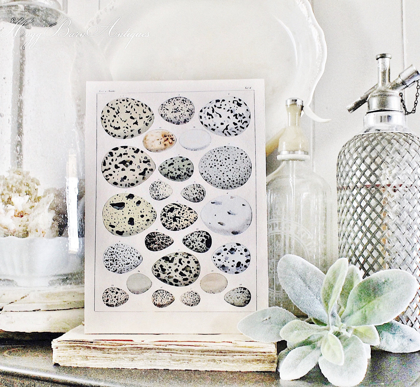 Vintage EGG CHART BOTANICAL Wall Art Sign Farmhouse Decor Page Wall Art Print Fixer Upper Decor Natural History Speckled Eggs Spring Decor