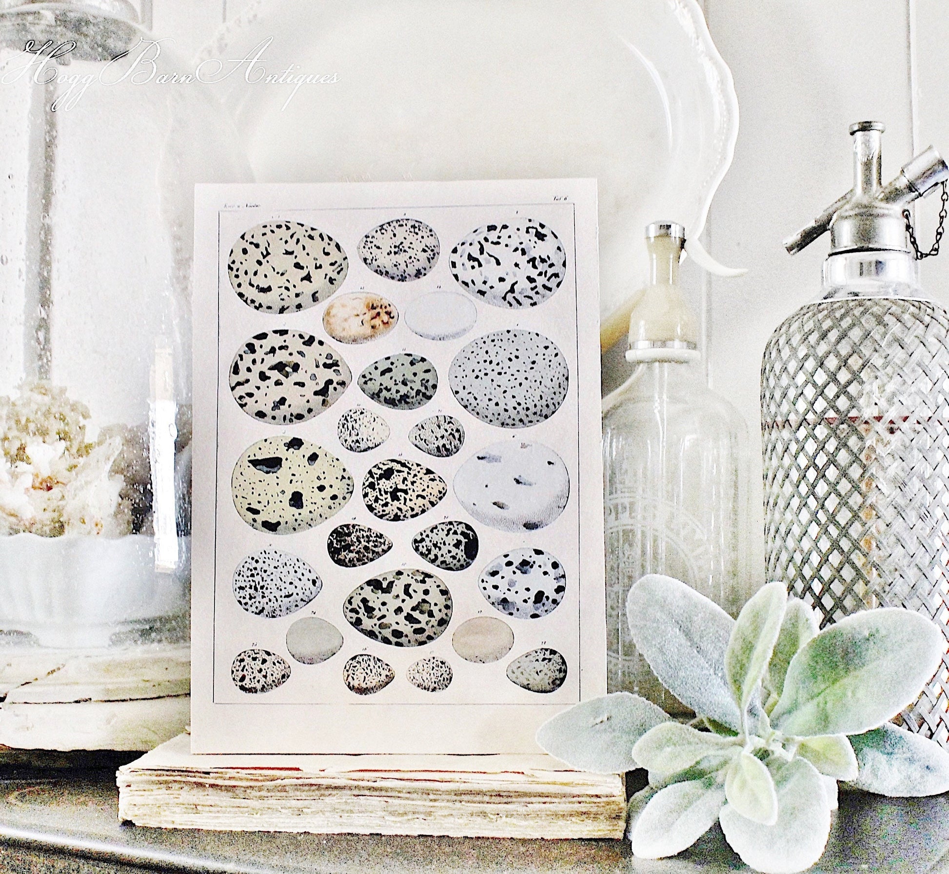 Vintage EGG CHART BOTANICAL Wall Art Sign Farmhouse Decor Page Wall Art Print Fixer Upper Decor Natural History Speckled Eggs Spring Decor