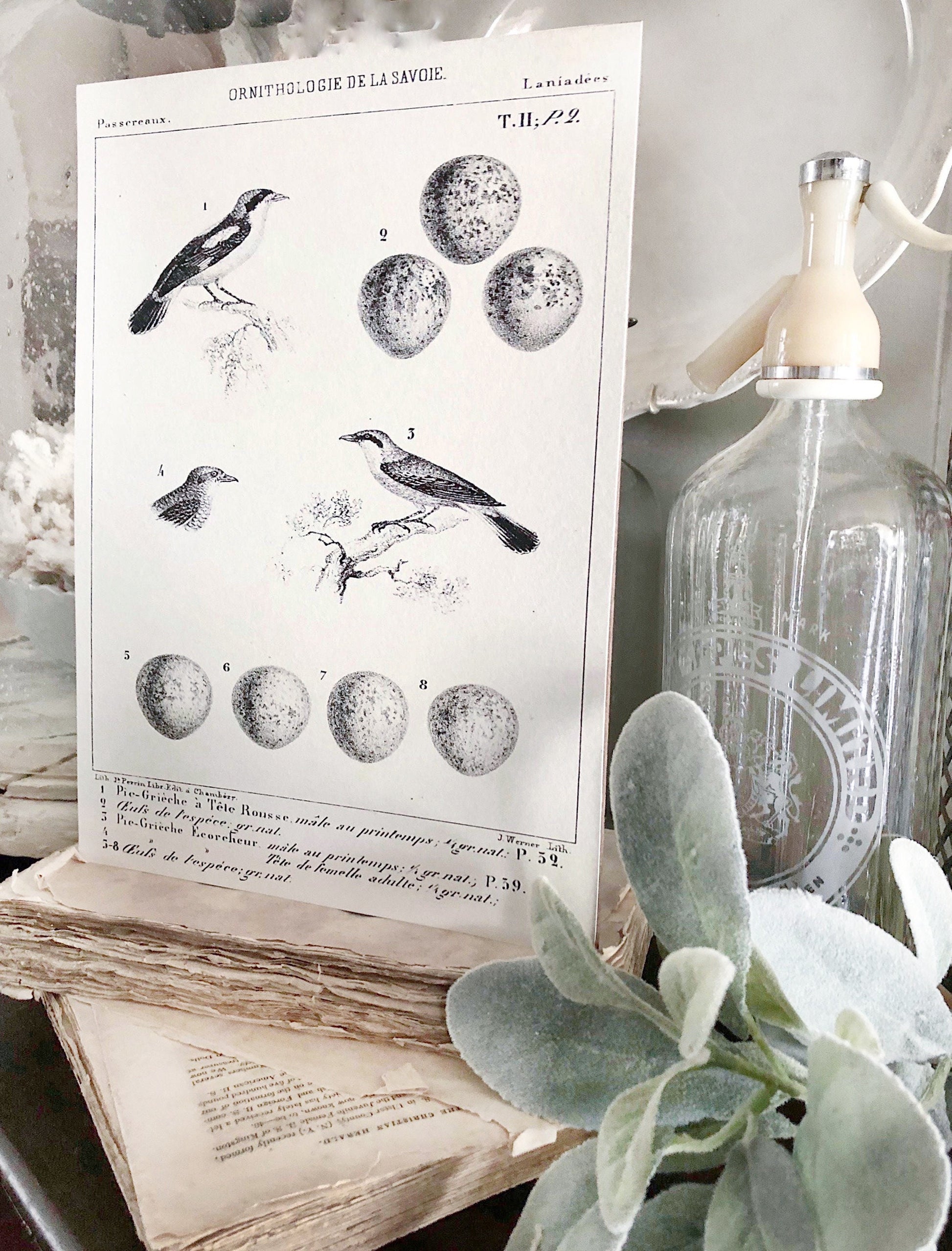 Vintage BIRD Egg Sign AntIque Diagram BOTANICAL Wall Art Sign Print Farmhouse Decor Page Print Natural History Speckled Egg LANIUS