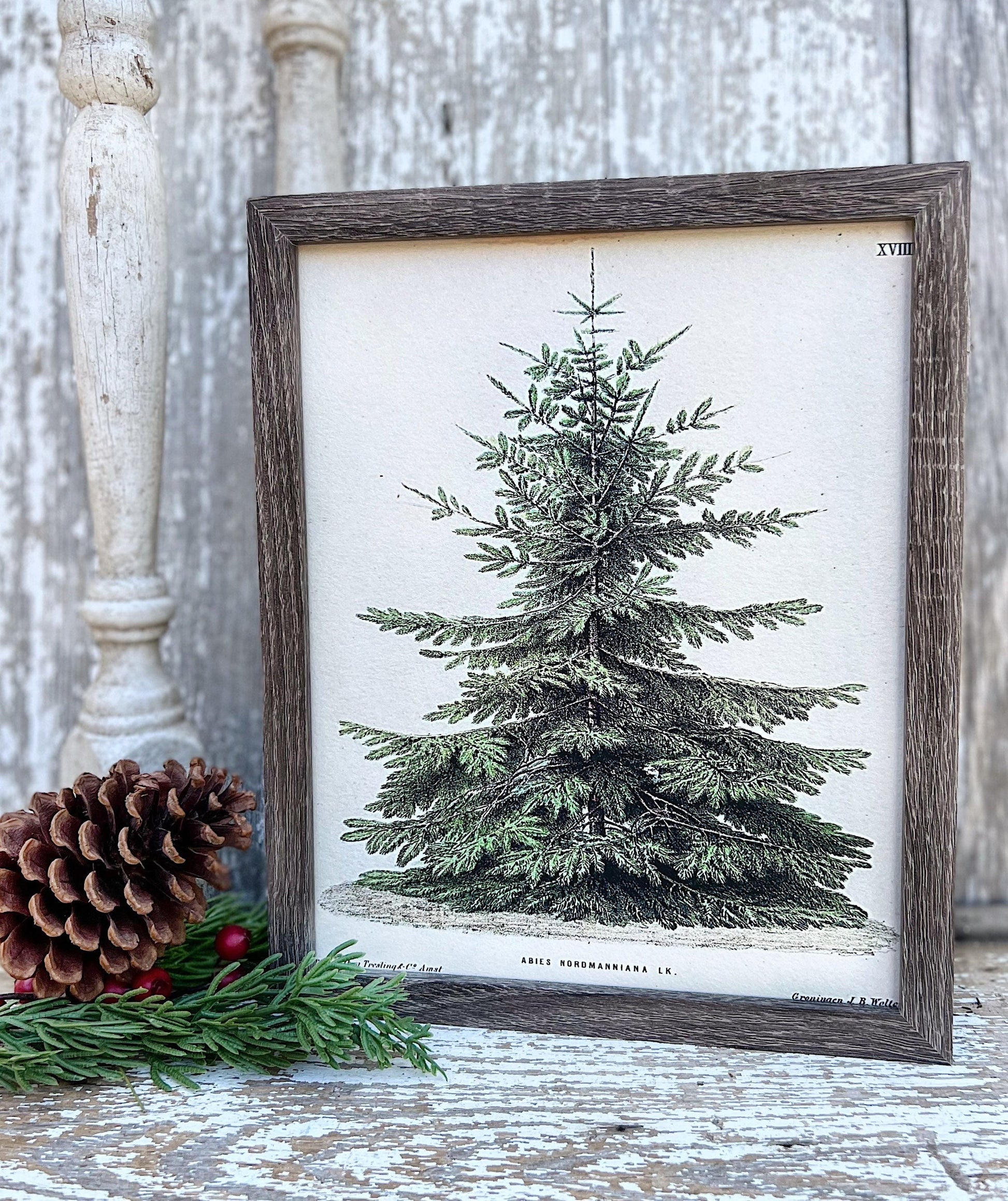 Christmas Pine Tree Wood Sign FRAMED Vintage Christmas Farmhouse Decor Botanical Natural History Book Page Wall Art Print Primitive