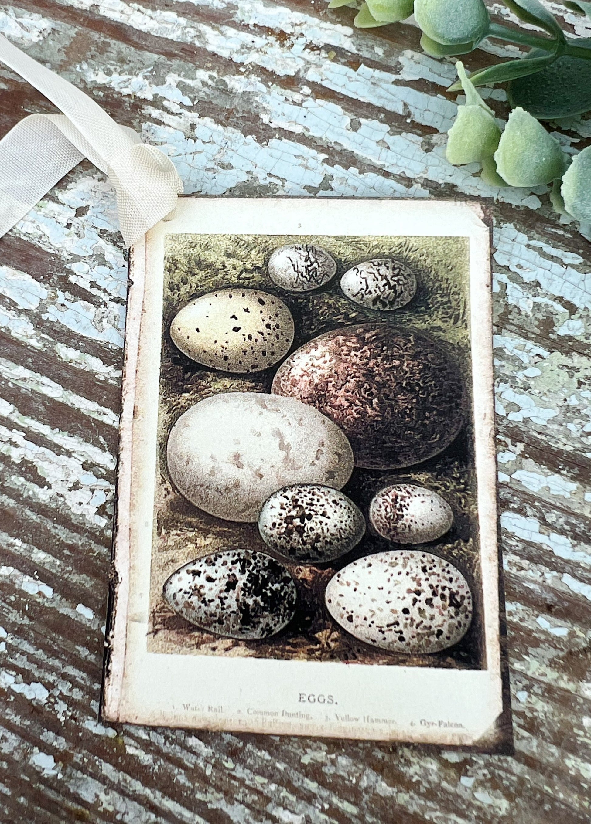 Botanical EGGS Vintage Easter Gift Tags Natural History Book Page French Farmhouse Decor Card Shabby Speckled Eggs Chart SET OF 8