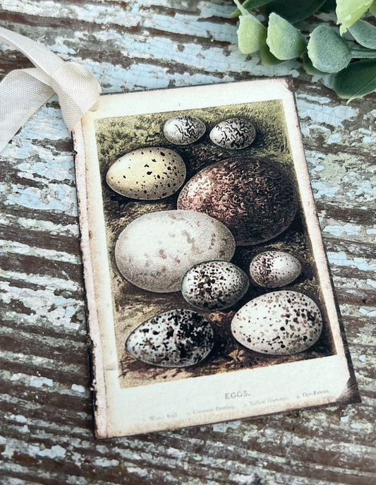 Botanical EGGS Vintage Easter Gift Tags Natural History Book Page French Farmhouse Decor Card Shabby Speckled Eggs Chart SET OF 8