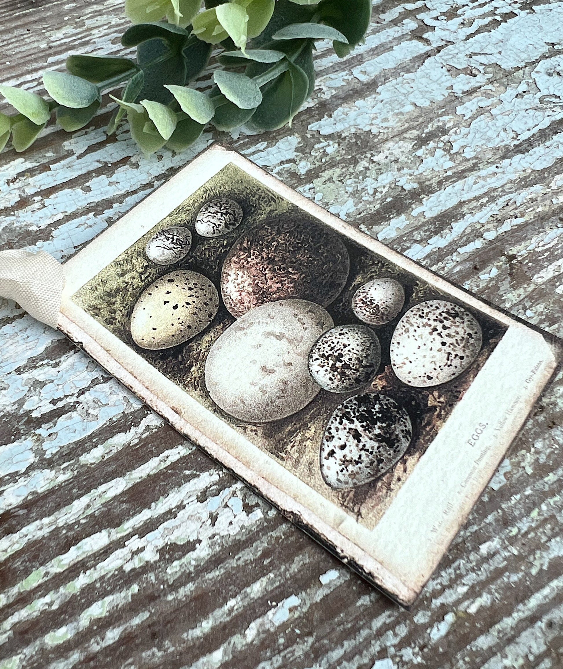 Botanical EGGS Vintage Easter Gift Tags Natural History Book Page French Farmhouse Decor Card Shabby Speckled Eggs Chart SET OF 8