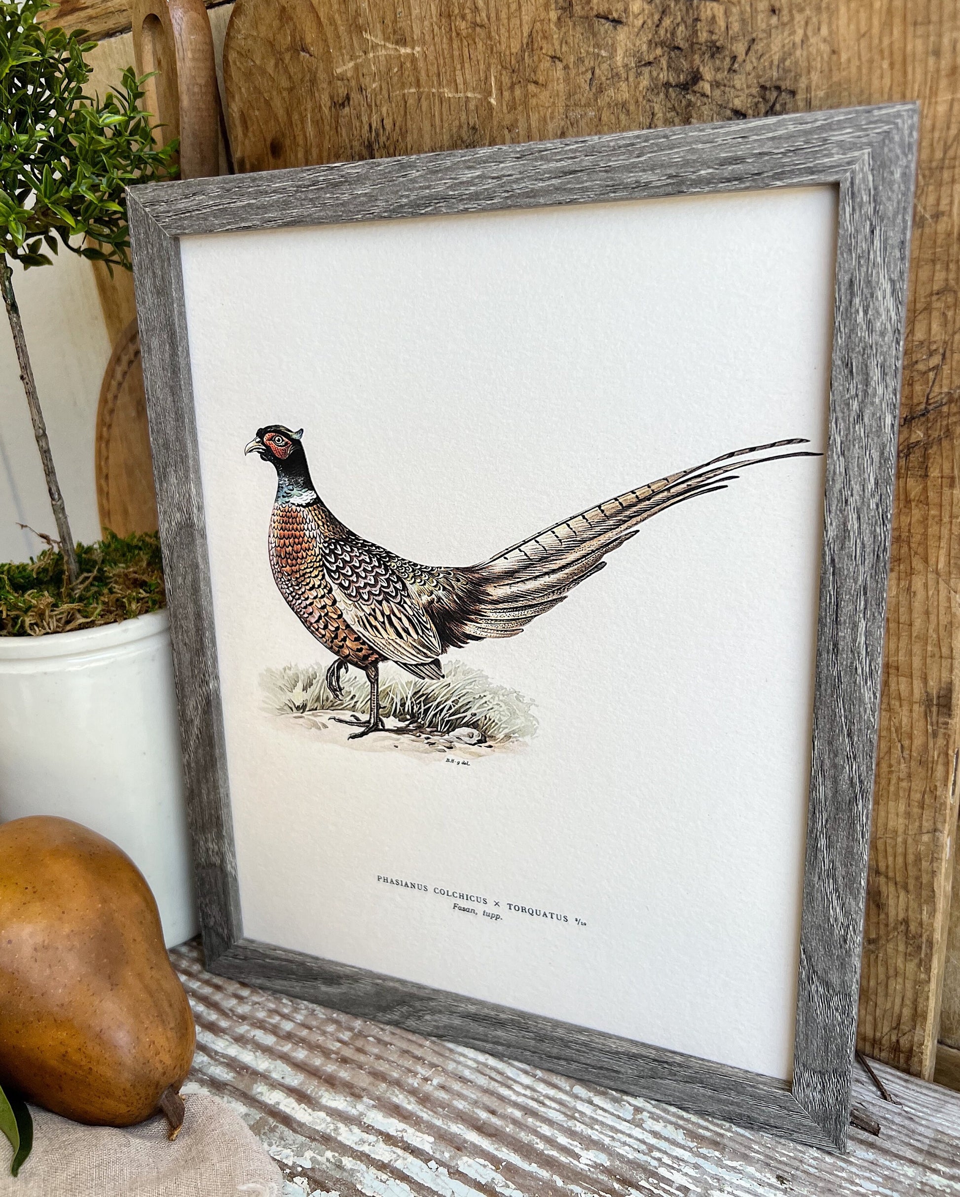 PHEASANT RINGTAIL Bird Vintage Book Page Sign Wood Frame Primitive Fall Decor Thanksgiving