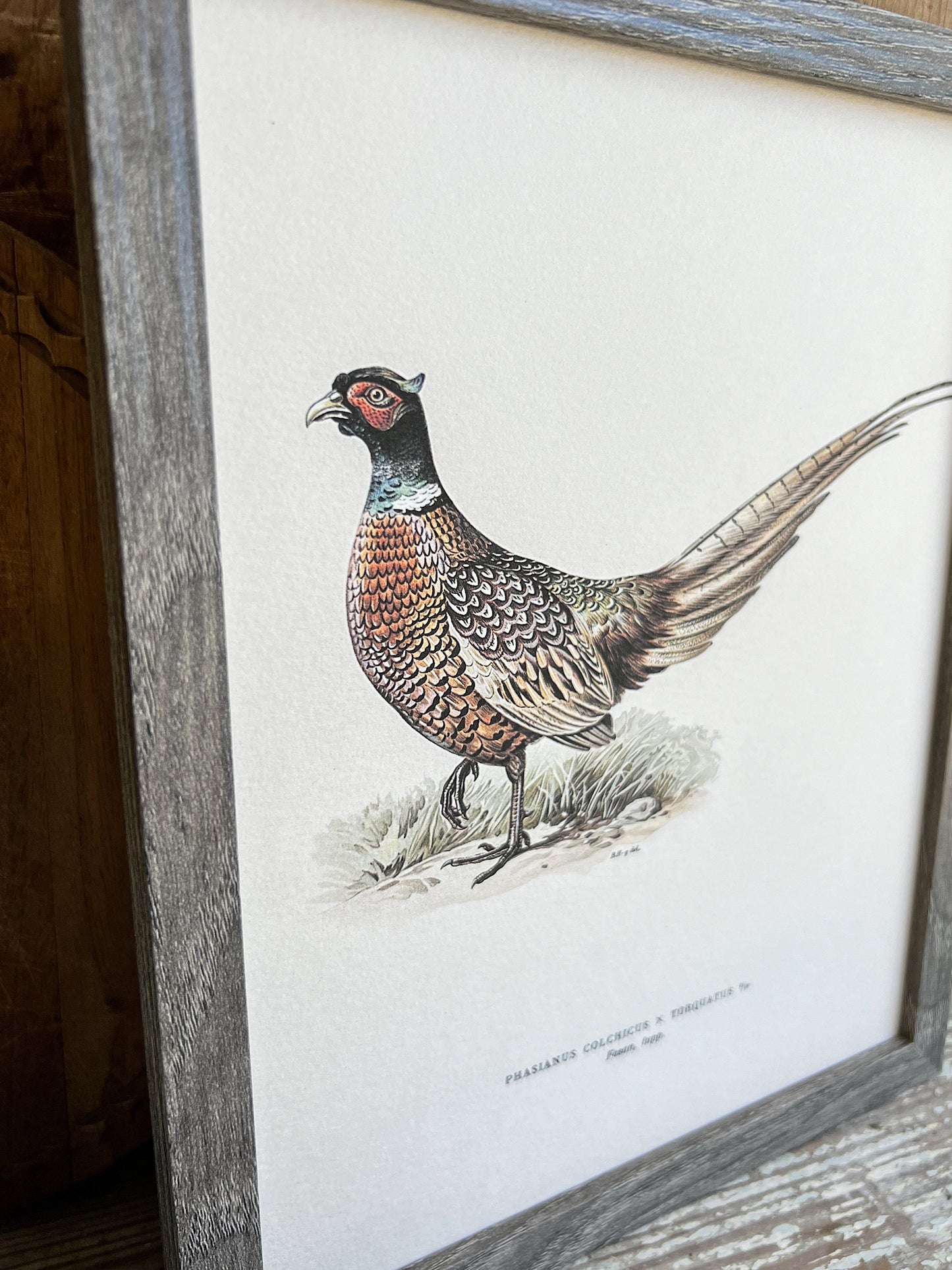 PHEASANT RINGTAIL Bird Vintage Book Page Sign Wood Frame Primitive Fall Decor Thanksgiving